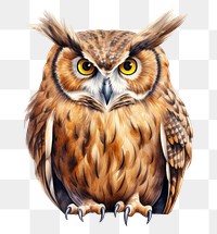 PNG Owl owl animal bird. 