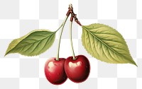 PNG Cherry vintage fruit plant. AI generated Image by rawpixel.