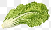 PNG Lettuce vintage vegetable plant. AI generated Image by rawpixel.