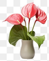 PNG Anthurium anthurium flower plant. AI generated Image by rawpixel.