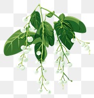 PNG Plant green herbs leaf. AI generated Image by rawpixel.