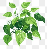 PNG Pothos plant green herbs. AI generated Image by rawpixel.