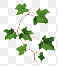 PNG English Ivy ivy plant green. AI generated Image by rawpixel.