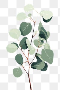 PNG Eucalyptus plant leaf tree. AI generated Image by rawpixel.