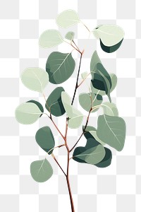 PNG Eucalyptus plant leaf tree. 