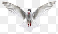 PNG Flying arctic tern animal white bird. AI generated Image by rawpixel.