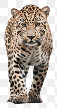 PNG Jaguar standing wildlife leopard cheetah. AI generated Image by rawpixel.