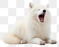 PNG Yawning artic fox mammal animal white. AI generated Image by rawpixel.