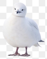 PNG Snowy sheathbill seagull animal white. AI generated Image by rawpixel.