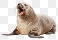 PNG Yawning seal wildlife animal mammal. 