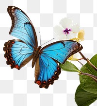 PNG Morpho eating flower butterfly animal insect. AI generated Image by rawpixel.