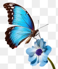 PNG Morpho eating flower butterfly insect animal. AI generated Image by rawpixel.