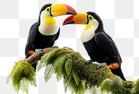 PNG Toucans toucan animal nature. AI generated Image by rawpixel.