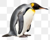 PNG Penguin animal bird  