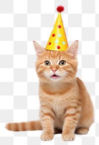 PNG Cat celebrating birthday mammal animal. 