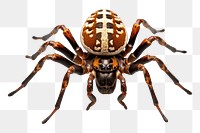 PNG Spider tarantula arachnid animal. 