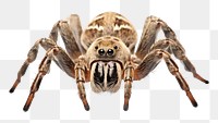 PNG Spider tarantula arachnid animal. 