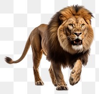 PNG Lion running wildlife mammal animal. AI generated Image by rawpixel.
