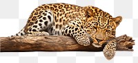 PNG Sleeping african leopard wildlife cheetah animal. 