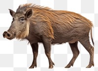 PNG Warthog wildlife standing mammal. AI generated Image by rawpixel.