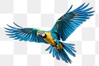 PNG Parrot animal flying bird