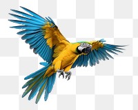 PNG Parrot animal flying bird. AI generated Image by rawpixel.