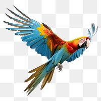 PNG Parrot parrot animal flying. AI generated Image by rawpixel.