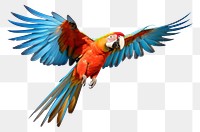 PNG Parrot parrot animal flying. AI generated Image by rawpixel.