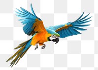 PNG Parrot parrot animal flying