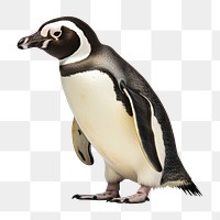 PNG Pengiun penguin animal bird. 