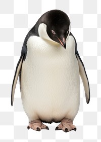 PNG Penguin animal bird  