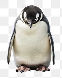 PNG Penguin animal bird  