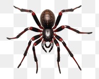 PNG Spider spider arachnid animal