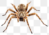 PNG Spider spider tarantula arachnid. 