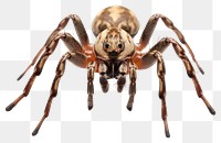 PNG Spider spider tarantula arachnid. 