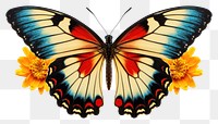 PNG Butterfly insect animal flower. 