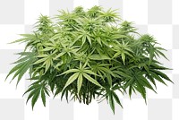 PNG  Cannabis plant herbs leaf. AI generated Image by rawpixel.