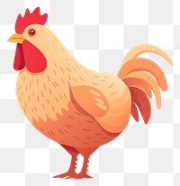 PNG Chickern chicken poultry animal. 