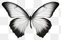 PNG Monotone butterflies animal sketch white. 