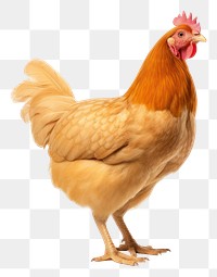 PNG Chickern chicken poultry animal