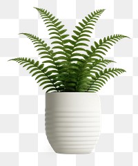 PNG Fern plant vase leaf. 