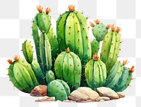 PNG Cactus plant freshness. 