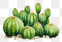 PNG Cactus plant freshness. 