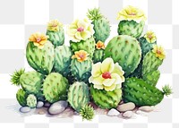 PNG Cactus plant creativity freshness. 