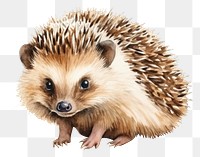 PNG Hedgehog porcupine animal mammal. 