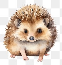 PNG Hedgehog porcupine animal mammal. 