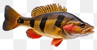 PNG Peacock bass animal fish pomacentridae. AI generated Image by rawpixel.