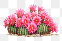 PNG Mammillaria hahniana cactus flower plant  