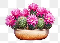 PNG Mammillaria hahniana cactus flower plant  