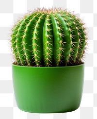 PNG Cactus plant houseplant. 